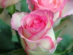 Pink Rose