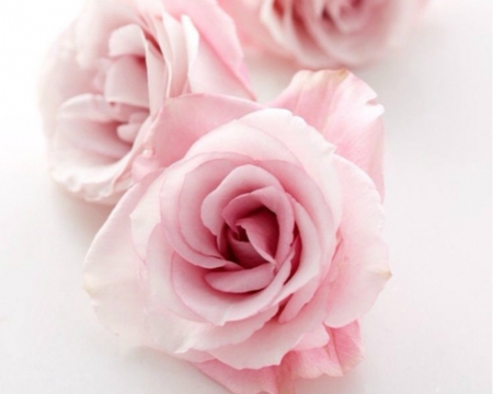 Pink Roses - flowers, roses, pink, bloom