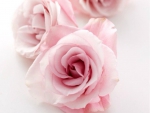 Pink Roses