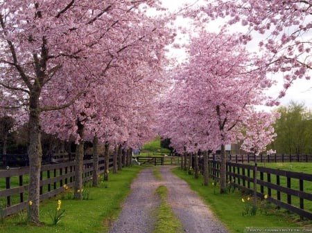 Cherry Blossoms - fence, trees, landscape, path, spring