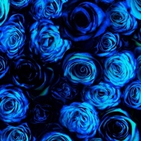 Blue roses