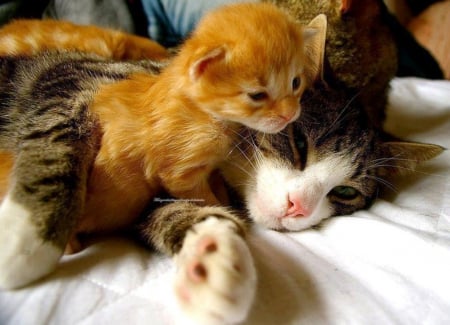 Sweet Cubby - cub, lovely, posing, cat