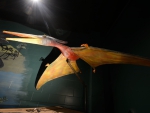 pterodactyl