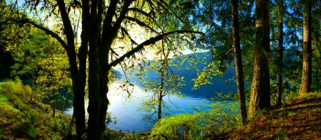 Forest Lake - branches, lake, trees, summer, mountains, forest, beautiful, leaves, afternoon, lakeside, grass