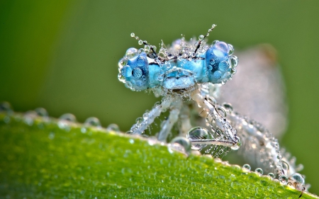 Waterdrop Dragonfly - Rain, Dragonfly, Nature, Dew