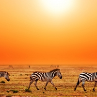 Three Zebras