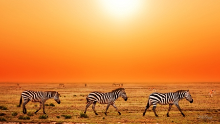 Three Zebras - bright, plain, zebras, field, orange, sun, sunshine, grass