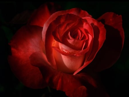 *Dark red rose* - hd, nature, red, flowers, rose, large