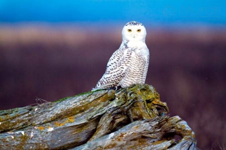 Watchful Eyes - owl, nature, resting, snow owl, raptor