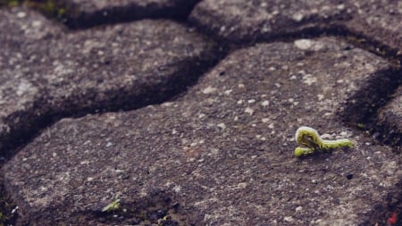 Inch Worm - butterfly, crawl, caterpillar, walk, photography, animal, worm