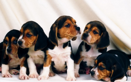 cute puppies - beagle, canine, puppy, dog