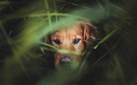 i can see you - dog, grass, golden, retriever