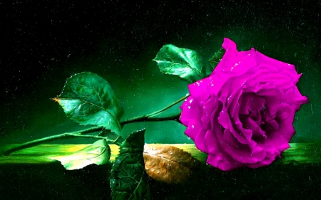 purple dreams - rose, flower, purple, dreams