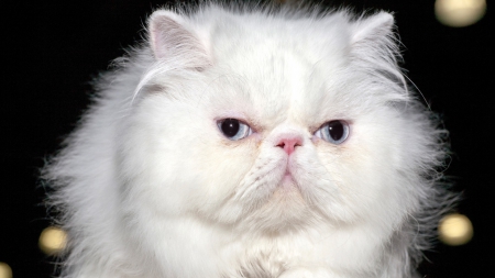 White Cat - white, fluffy, cat, eyes