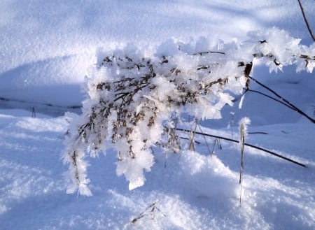 Winter - winter, nature, fields, other