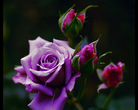 Beautiful Rose - flowers, purple, petals, nature