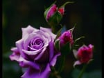 Beautiful Rose