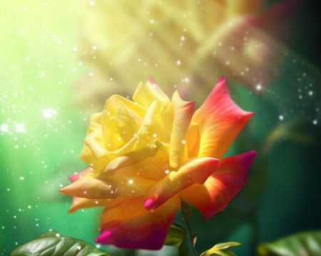 Beautiful Rose - rose, sparks, flower, petals