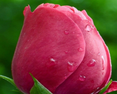 Rose Bud - flower, pink, rose, bud