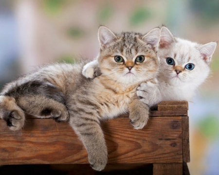 Cute Kittens - cute, kittens, animals, cat