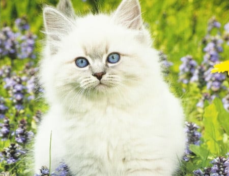 White cat