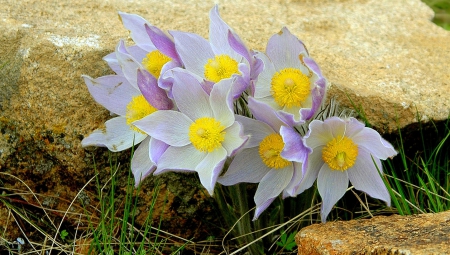 Beautiful wild flowers - flowers, yellow, purple, wild