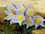 Beautiful wild flowers