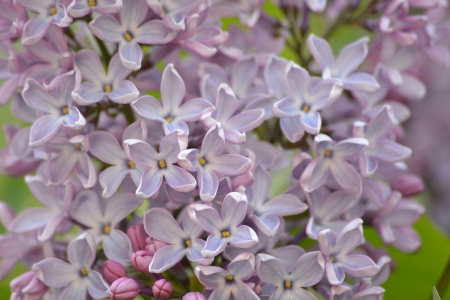 Lilacs - spring, flower, may, lilac