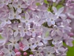 Lilacs