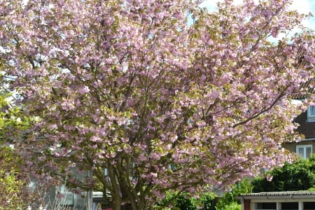 Pink cherry blossom - pink, spring, blossom, cherry, tree