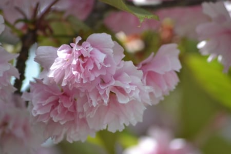 Cherry blossom - blossom, cherry, spring, flower, pink