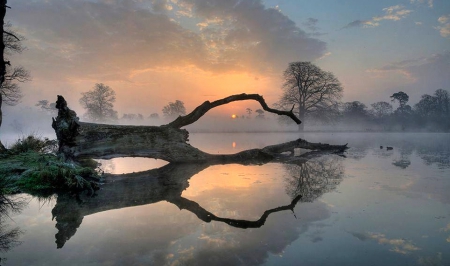 Sunset - tree, sunset, clouds, river