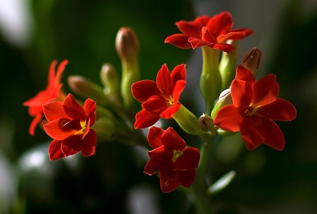 Flowers - amazing, flowers, still life, vase