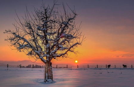 Winter - tree, winter, sunset, snow