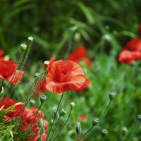 Poppy field