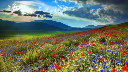 Spring meadow - sky, carpet, lovely, spring, amazing, pretty, beautiful, flowers, poppies, wildflowers