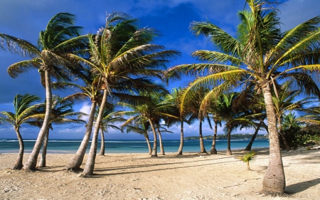 Beach - beach, ocean, paradise, palms, tropical