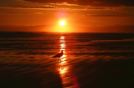 When the sun goes down... - horizon, beach, sky, sun, water, sunset, seagull, coast, clouds, orange, ocean, skyphoenixx1, summer, shore, bird, nature, sunrise, sea