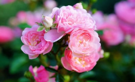 Pink Roses