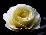 Creamy White Rose