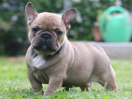 MY NAME IS BUTCH - CUTE, DOG, PLUMP, PUDGY