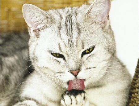 Cat - feline, cute, paws, licking, cat