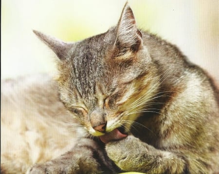 Cat - feline, cute, paws, licking, cat