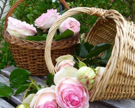 Basket of Pink Roses - flowers, basket, pink, rose