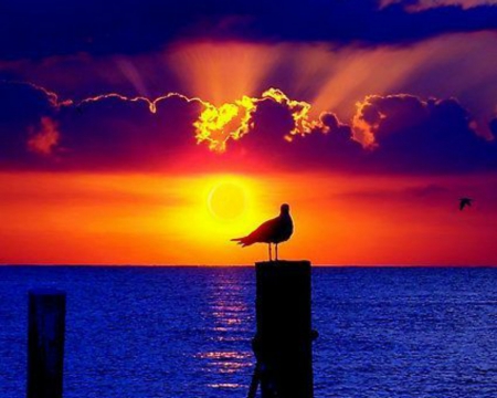 Beautiful Sky - nature, sky, bird, shadow