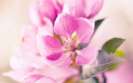 Pretty Pink - flowers, petals, pink, bloom