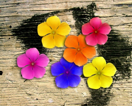 Colorful Flowers - flowers, colorful, wood, art