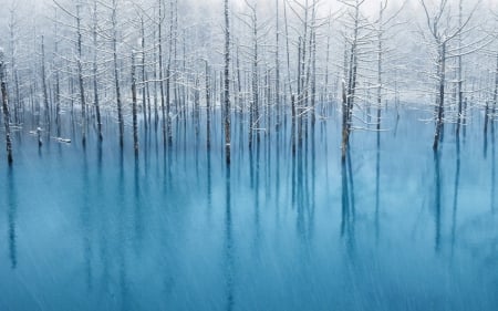 Winter Morning - winter, water, trees, nature, blue