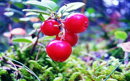 Spring of Blueberries - fruit, photography, close up, leaves, food