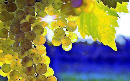 Green Grapes - nature, fruits, leaves, grapes, food